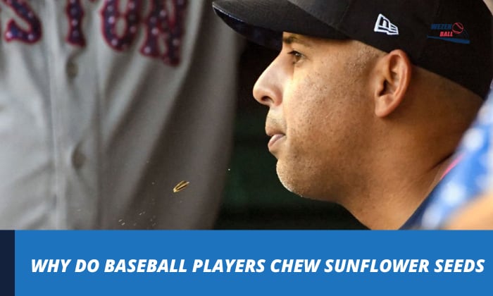 why do baseball players chew sunflower seeds